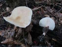 Image de Collybia alboflavida (Peck) Kauffman 1923