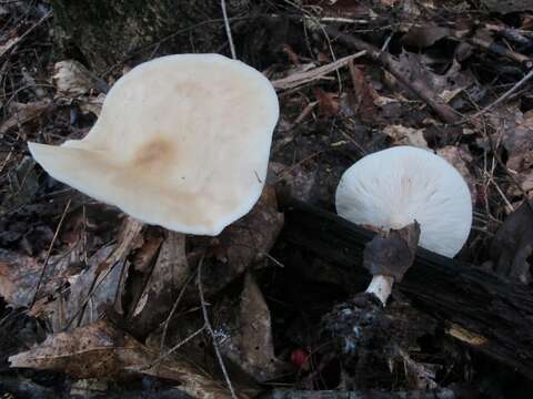 Image of Collybia alboflavida (Peck) Kauffman 1923