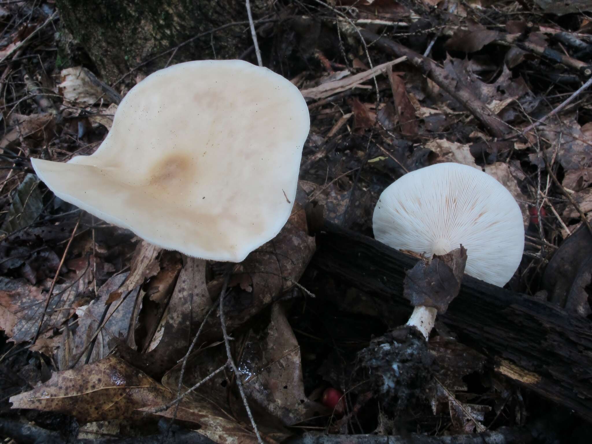 Image de Collybia alboflavida (Peck) Kauffman 1923