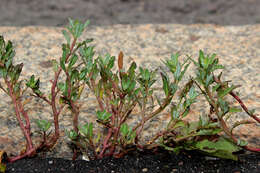 Слика од Oxybasis glauca (L.) S. Fuentes, Uotila & Borsch