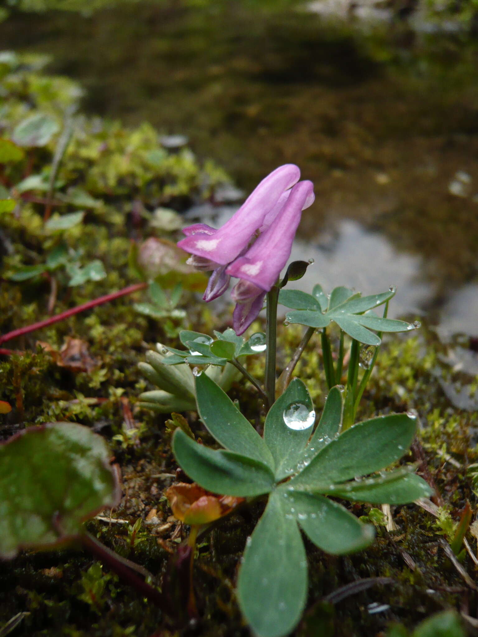 Imagem de Corydalis pauciflora (Willd.) Pers.