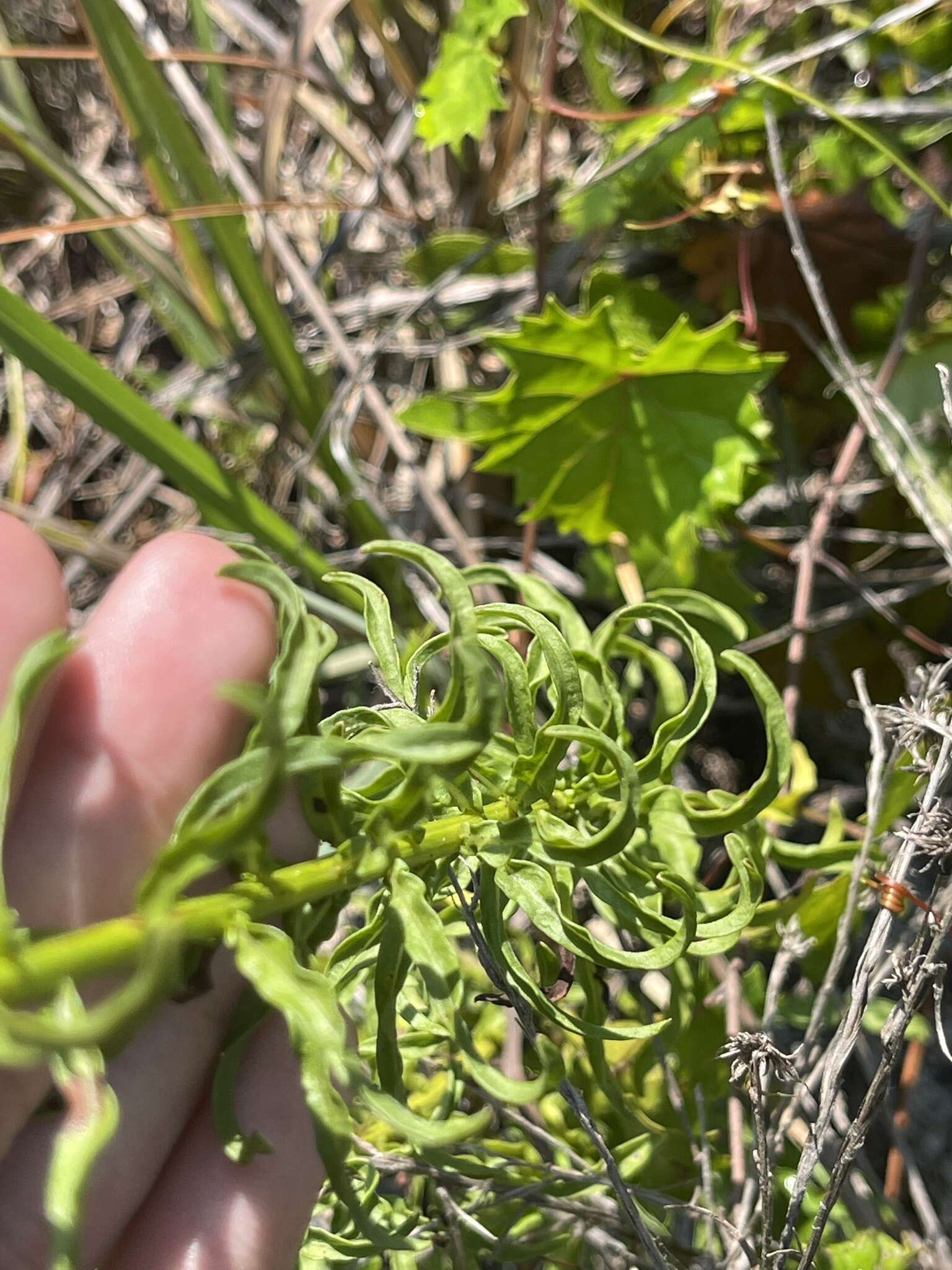 Image of Dress' goldenaster