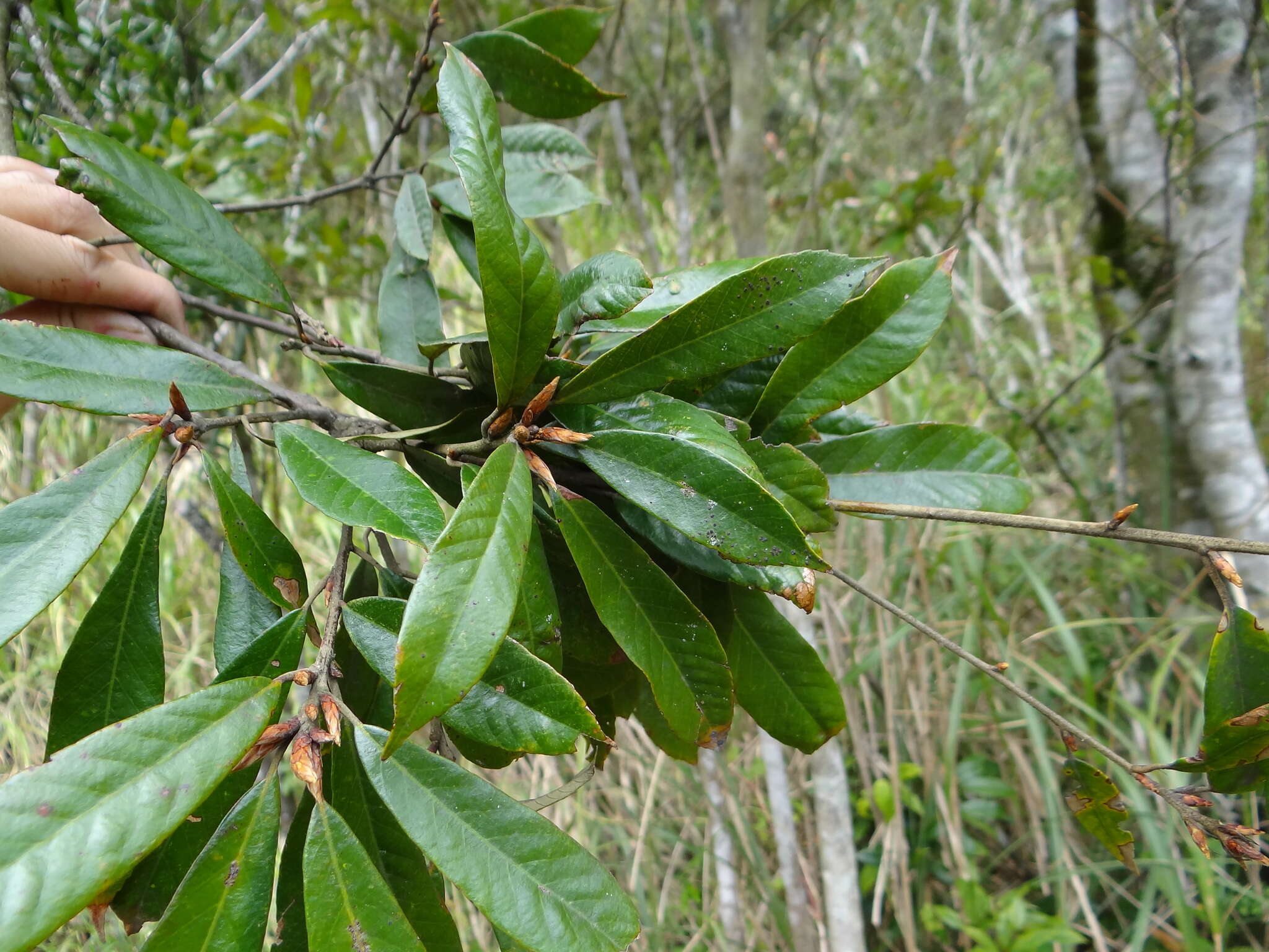 Image of red-bark oak