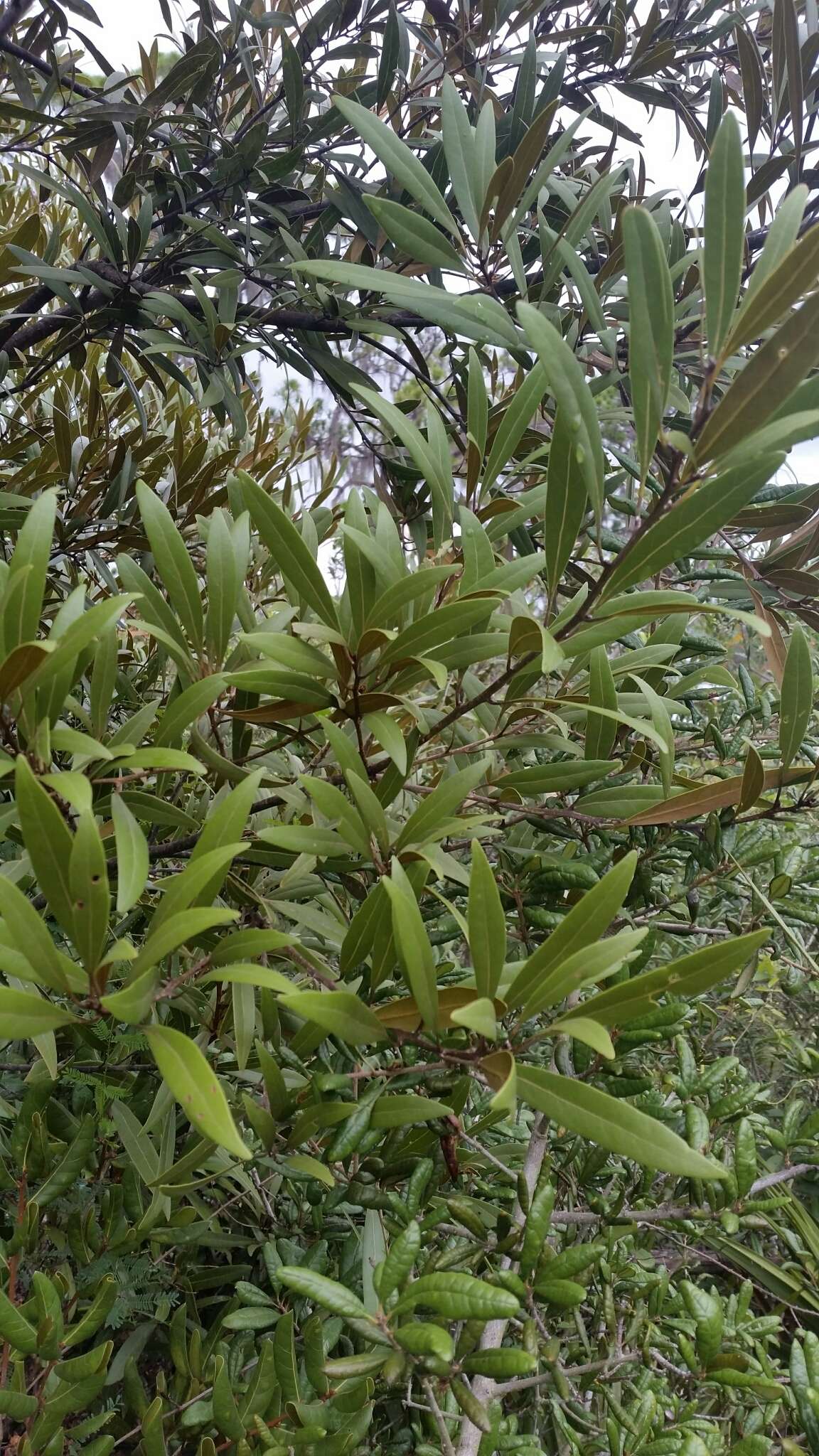 Image de Persea humilis Nash