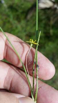 Image of Bristle-Seed Yellow Star-Grass