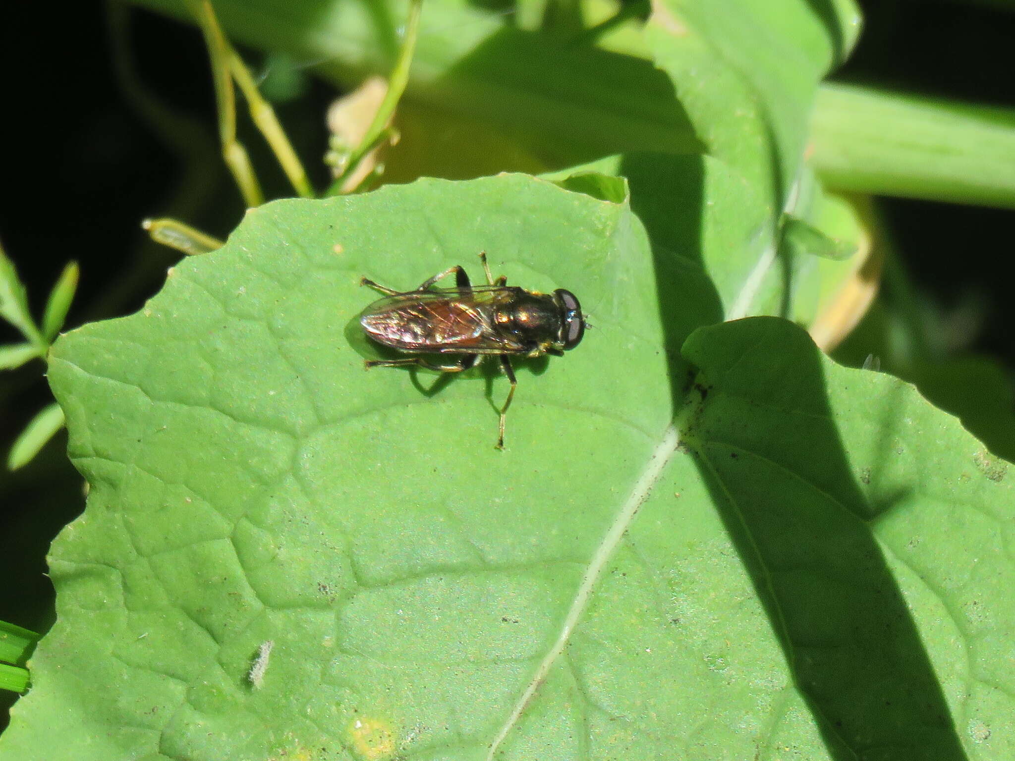 Image of Xylota segnis (Linnaeus 1758)