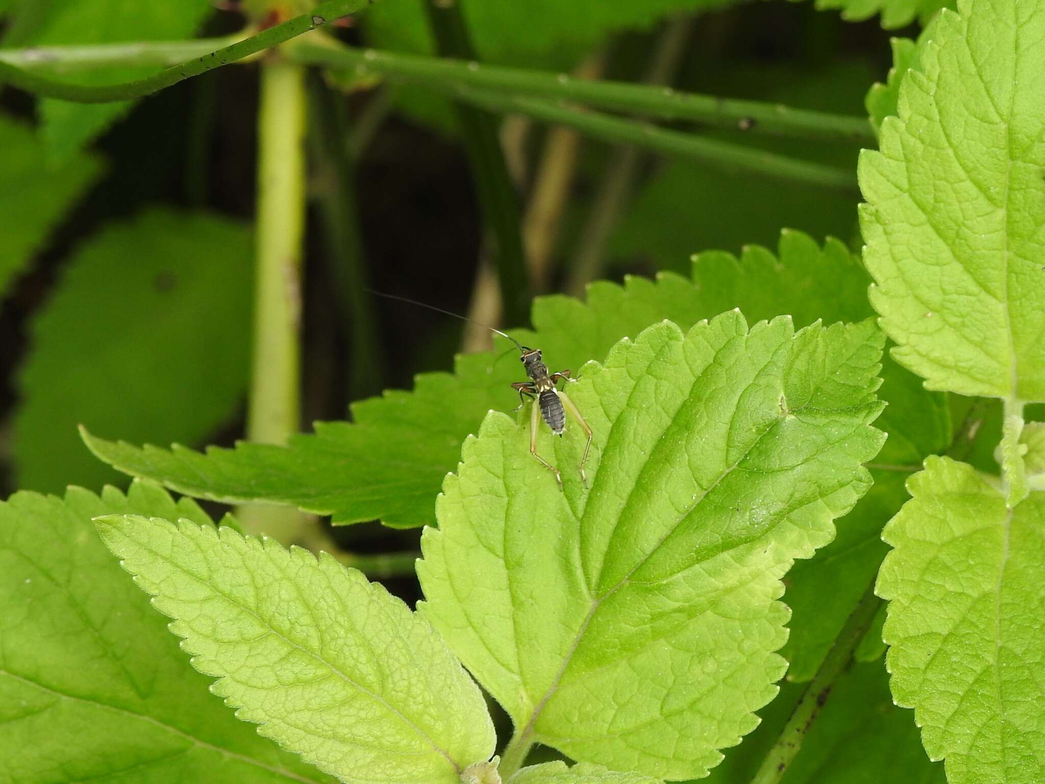 Слика од Phylloscyrtus amoenus Burmeister & H. 1880