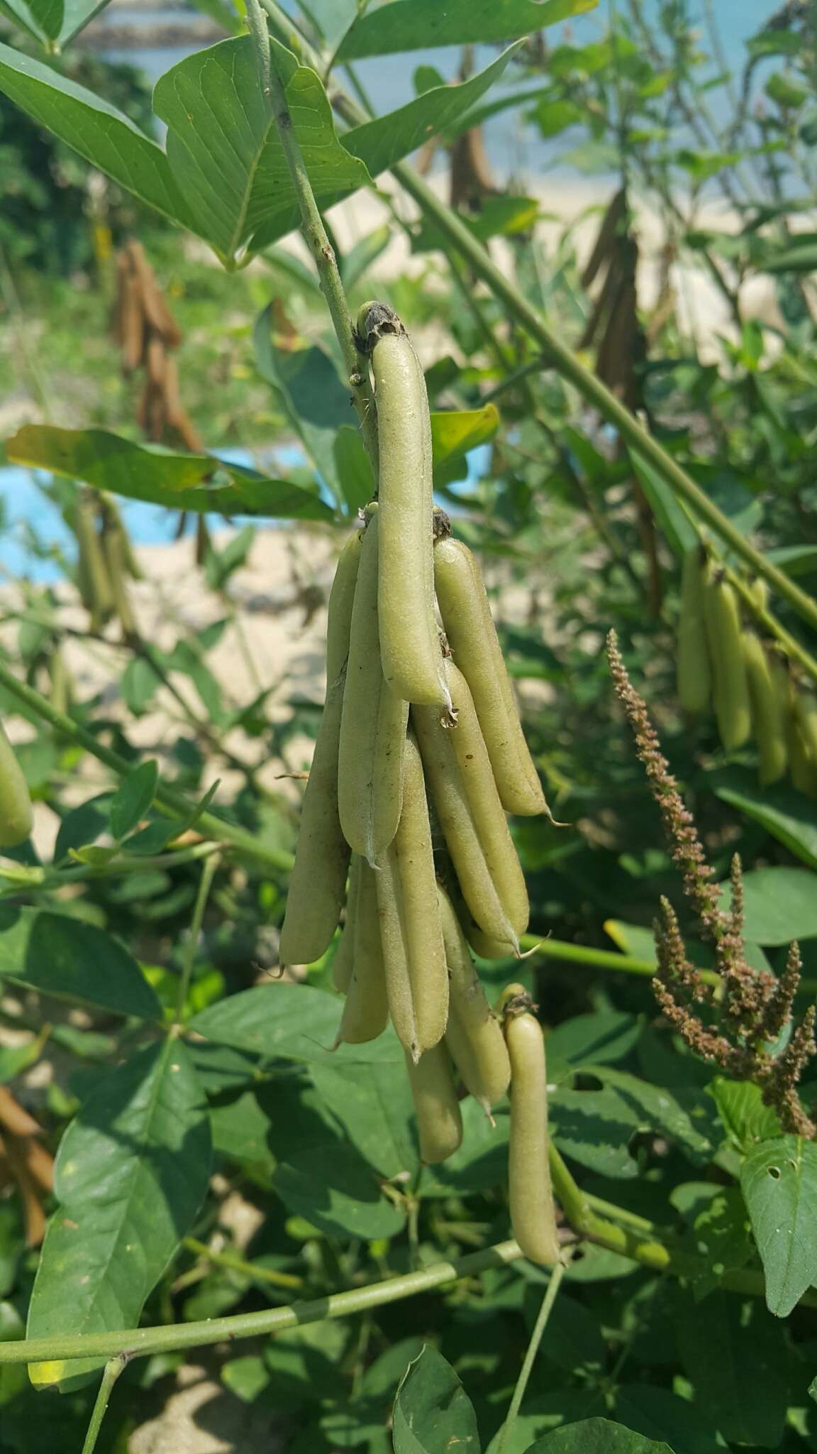 صورة Crotalaria pallida Aiton