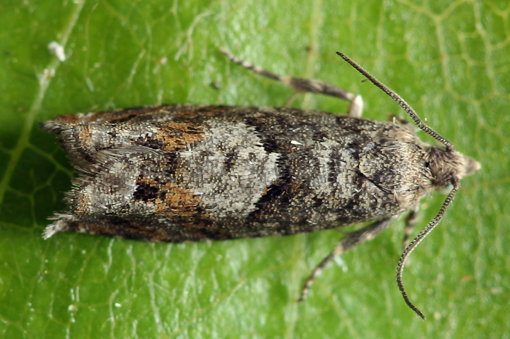 Слика од Epinotia tetraquetrana Haworth 1811