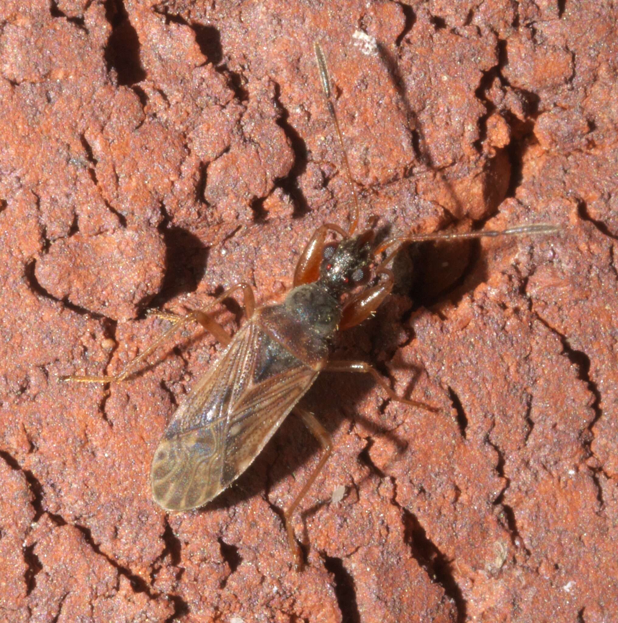 Imagem de Heraeus plebejus Stal & C. 1874