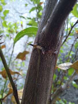 Image of Acacia urophylla Benth.