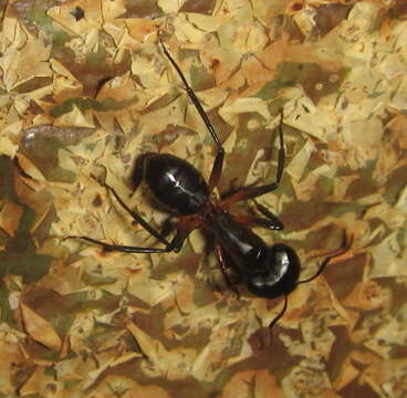 Image of Camponotus sexpunctatus Forel 1894