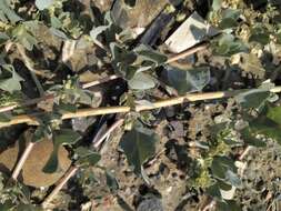 Image of Maximowicz's saltbush