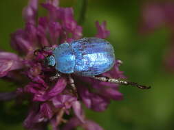 Image of Hoplia coerulea (Drury 1773)