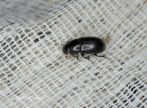 Image of Night-flying Dung Beetle