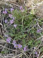 Image of Ozark milkvetch