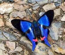 Rhetus dysonii caligosus Stichel 1929 resmi