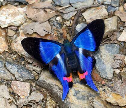 Rhetus dysonii caligosus Stichel 1929 resmi