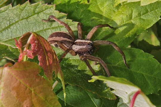 Image of Dotted Wolf Spider