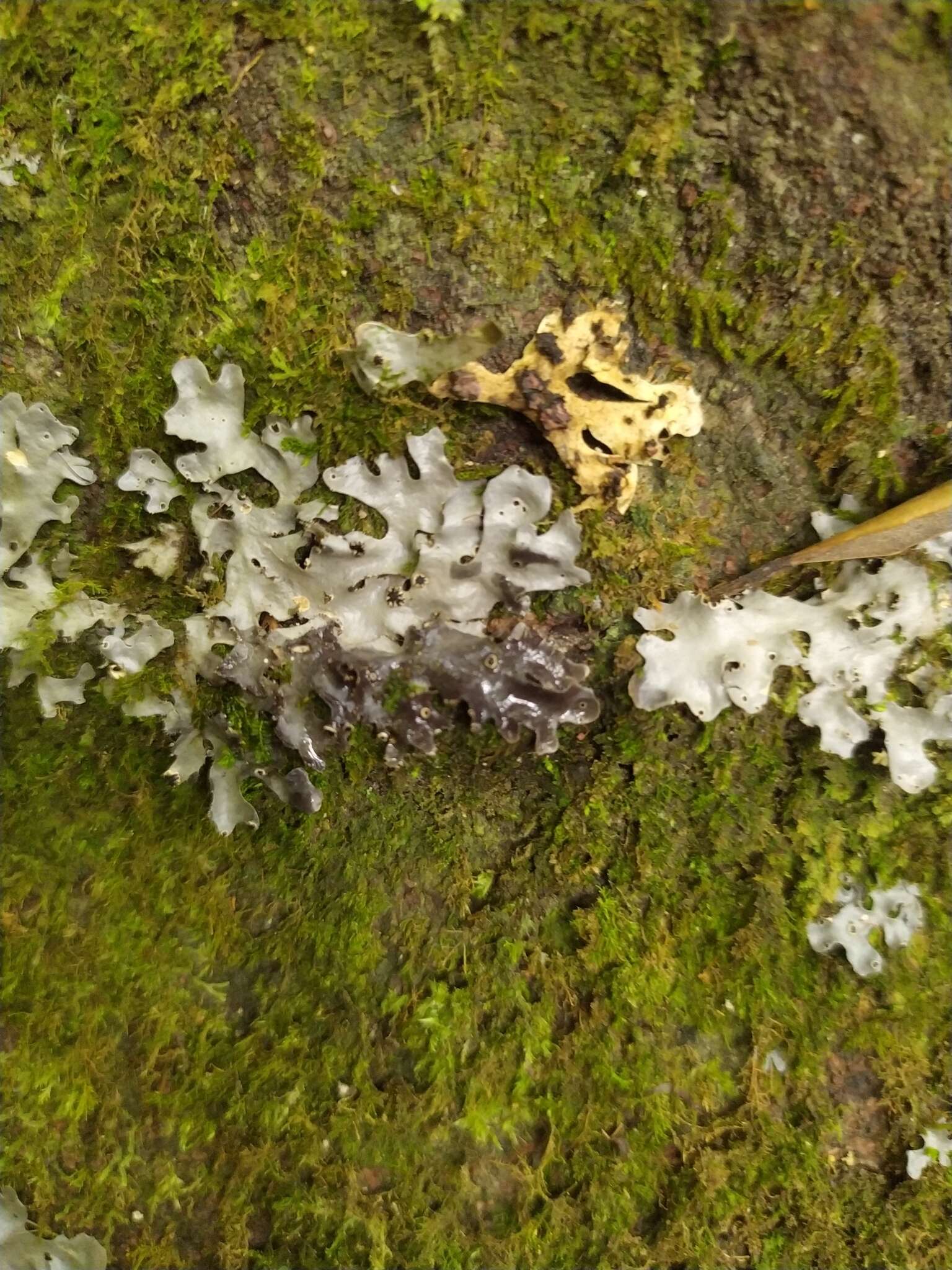 Image de Pseudocyphellaria dissimilis (Nyl.) D. J. Galloway & P. James