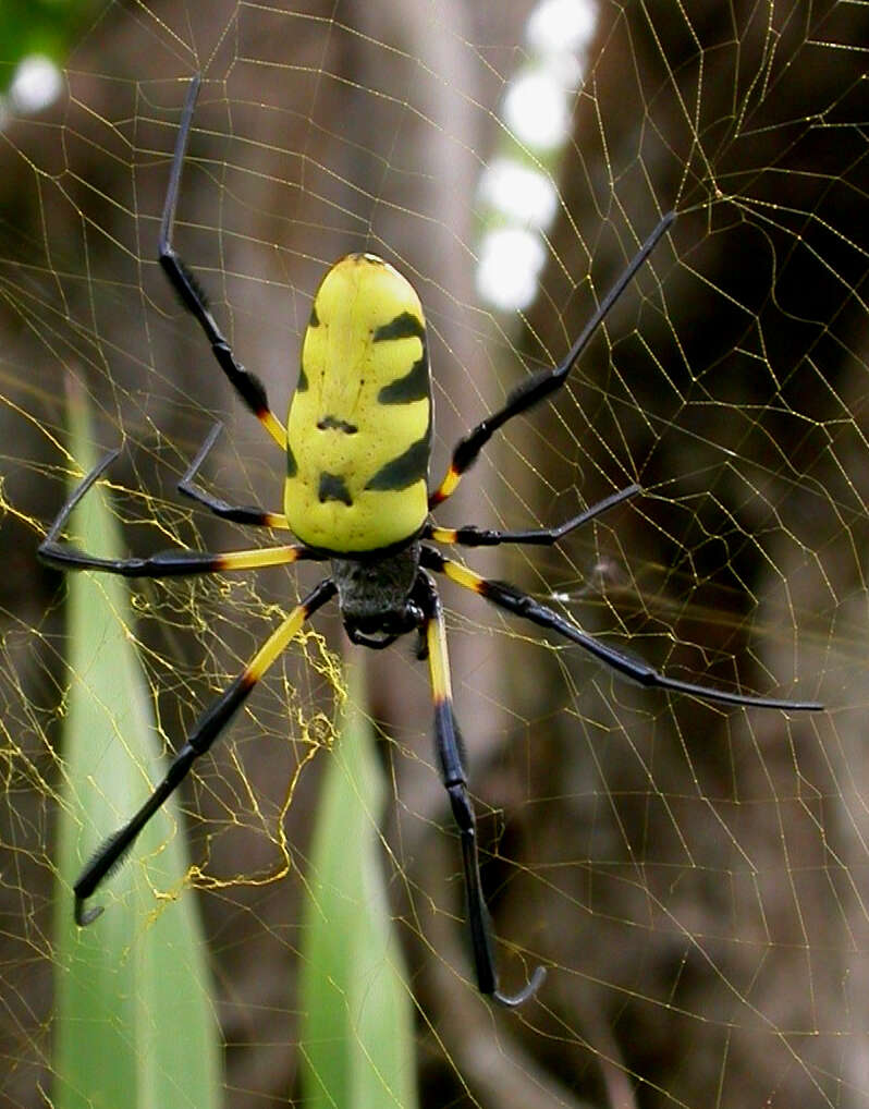 صورة Trichonephila turneri (Blackwall 1833)