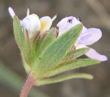 Image of Melanospermum foliosum (Benth.) O. M. Hilliard