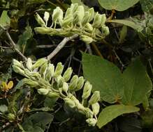 Image of Rhynchosia hirta (Andrews) Meikle & Verdc.
