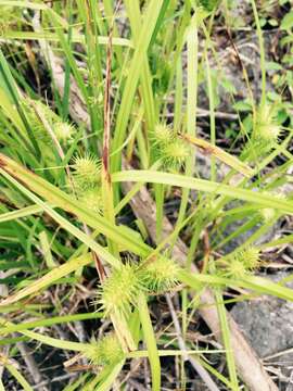 Image of shallow sedge