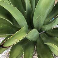 Image of Agave antillarum Descourt.