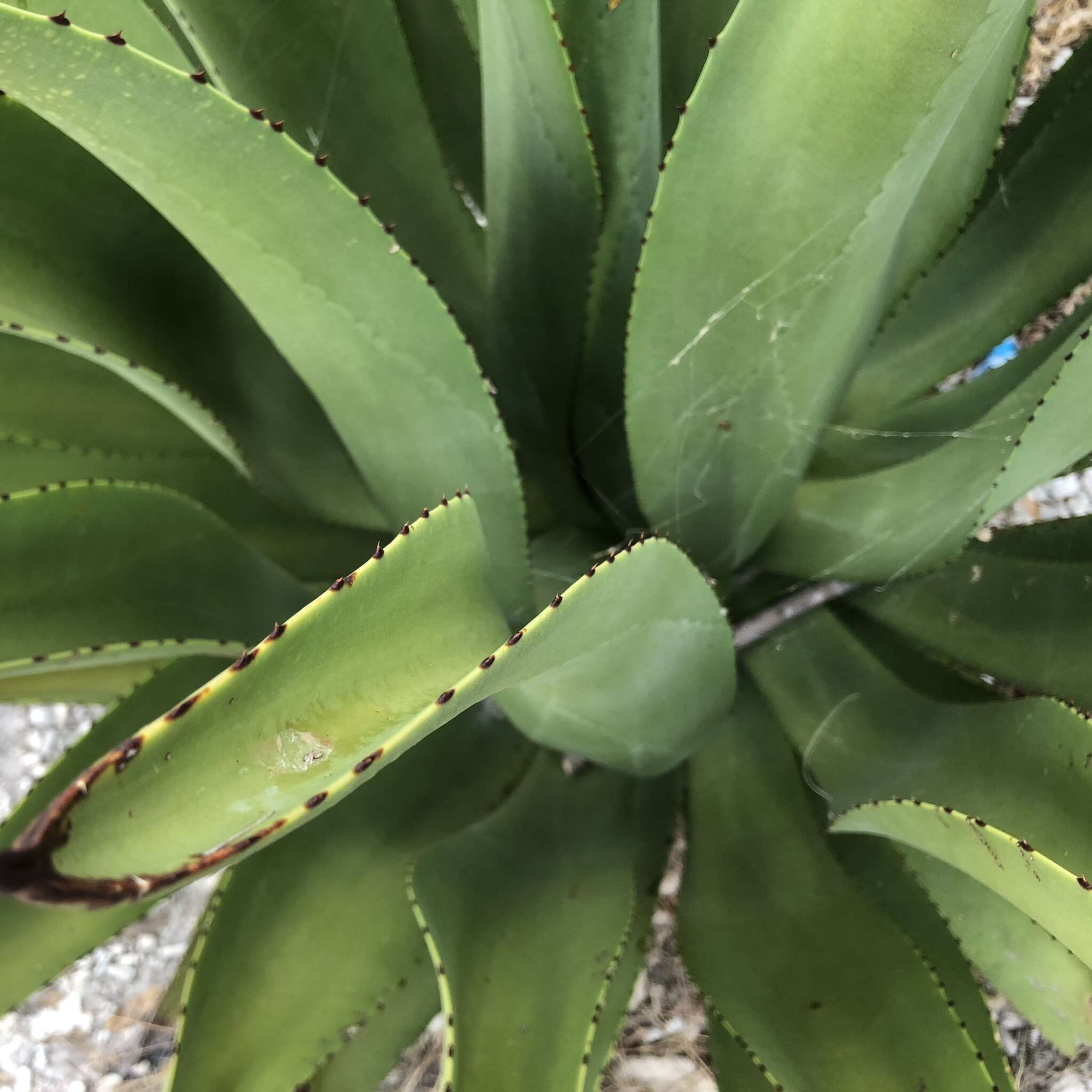 Image of Agave antillarum Descourt.