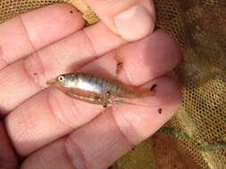 Image of Striped Killifish