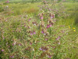 Image de Hermannia trifurca L.