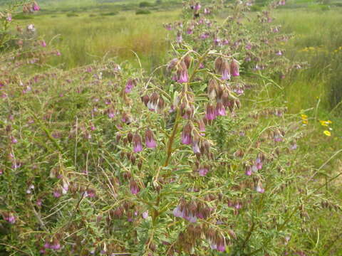 Plancia ëd Hermannia trifurca L.