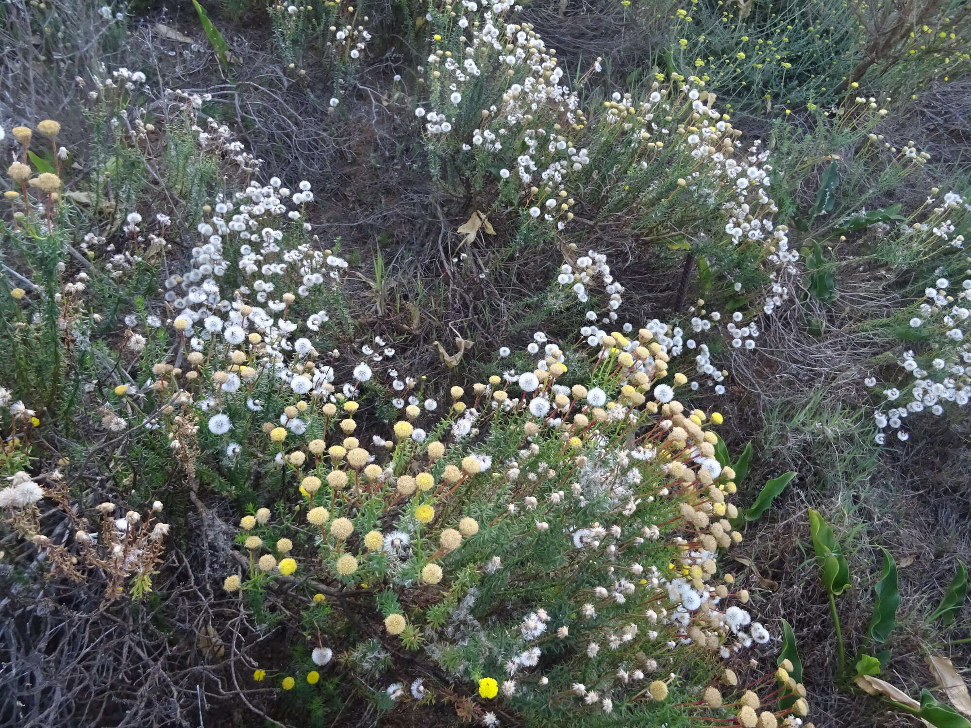 Image of Chrysocoma cernua L.