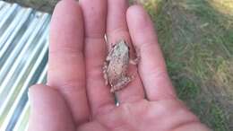 Image of Upland Chorus Frog