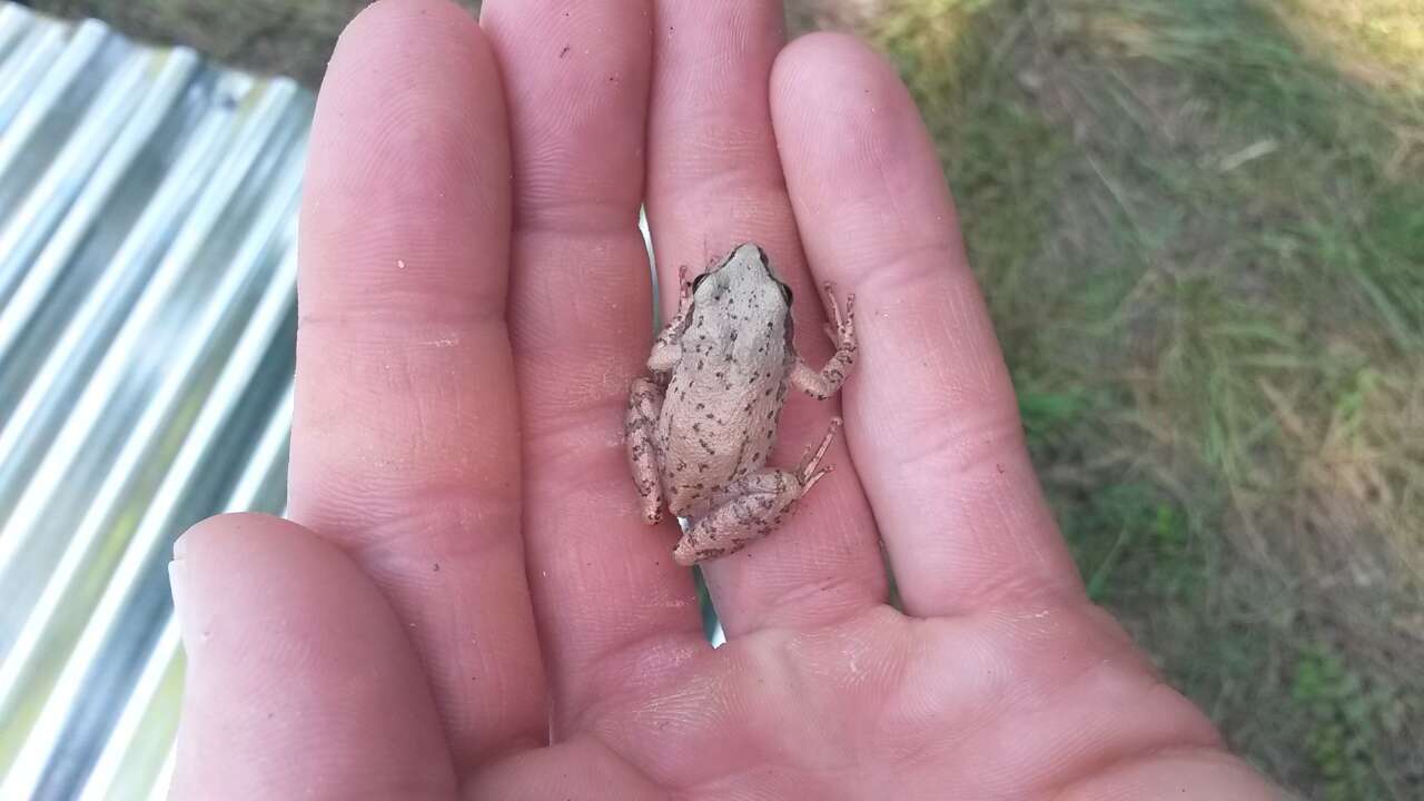 Image of Upland Chorus Frog