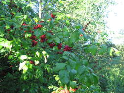 Image of common pricklyash