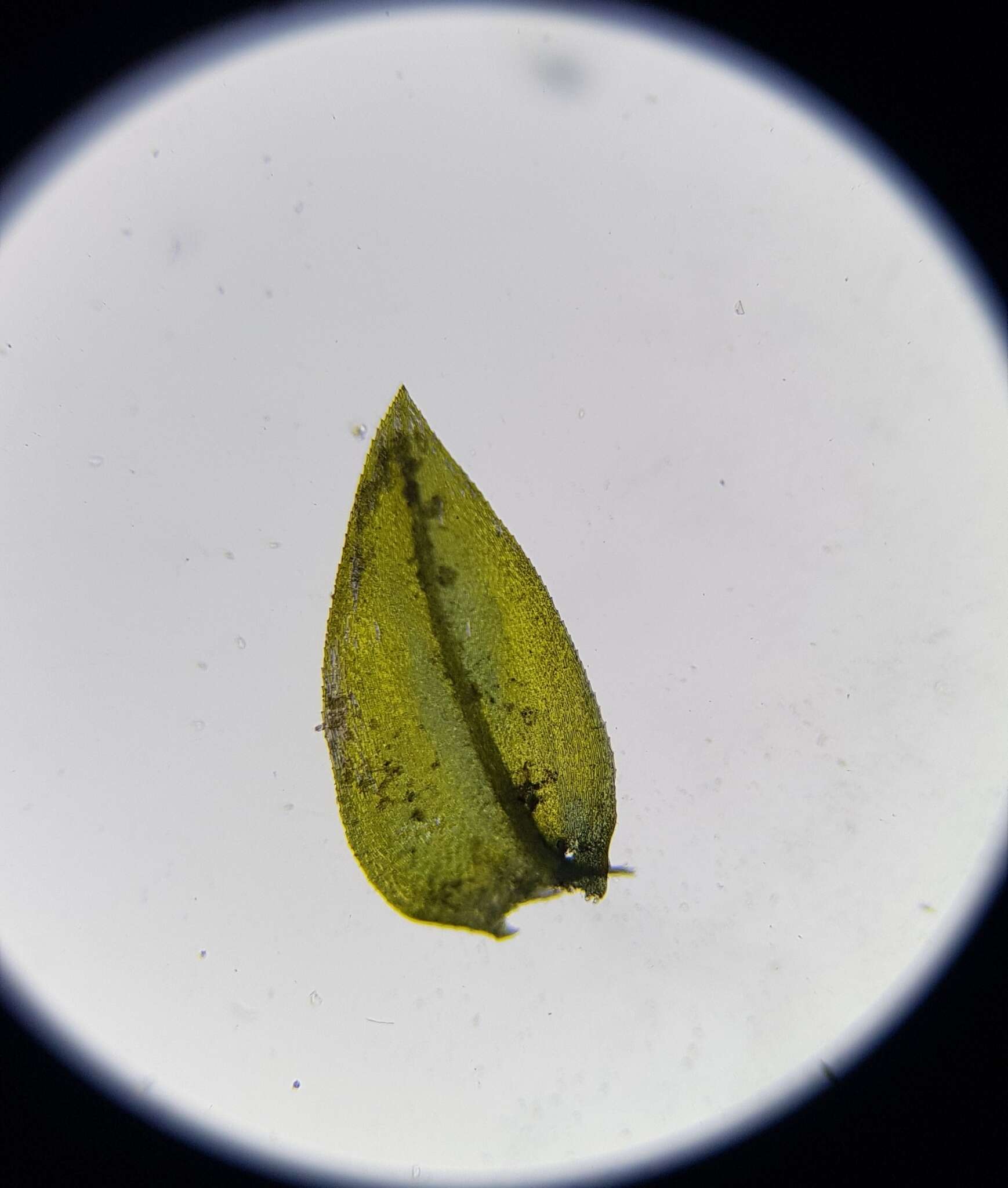 Image of <i>Rhynchostegium riparioides</i>