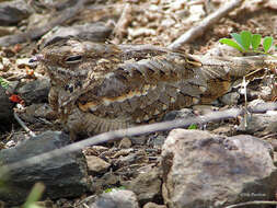 Image of Slender-tailed Nightjar