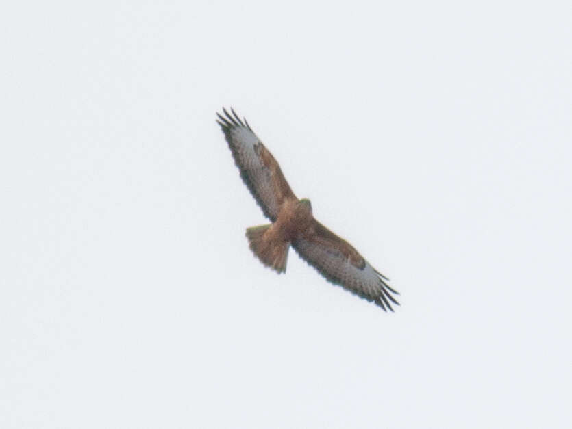 Image of Buteo buteo menetriesi Bogdanov 1879