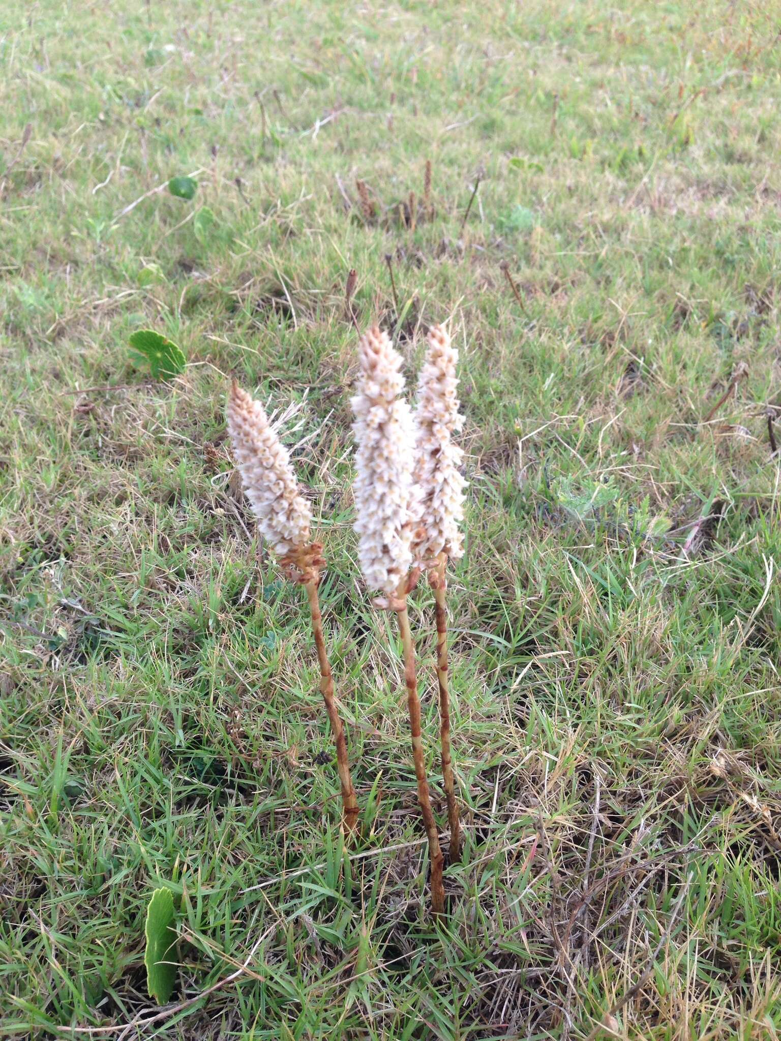 Imagem de Brachystele camporum (Lindl.) Schltr.