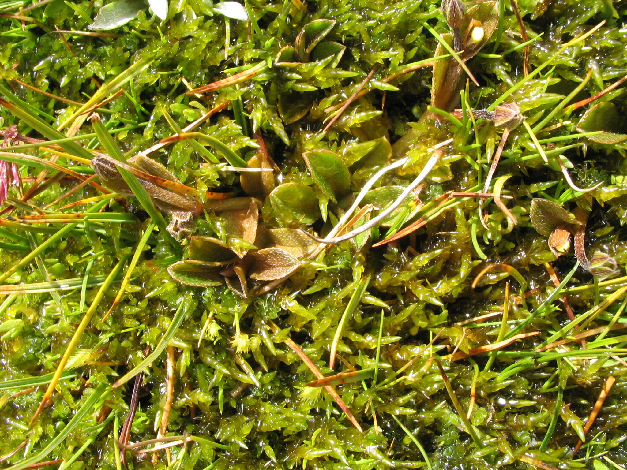 Image of Myosotis bryonoma Meudt, Prebble & Thorsen