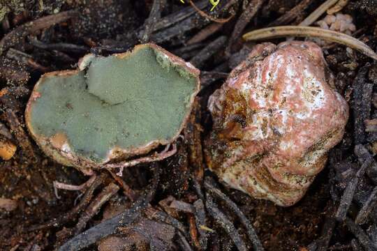 Image de Trappea phillipsii (Harkn.) Castellano 1990