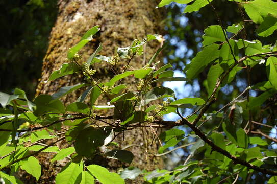 Image of Celastrus vulcanicola Donn. Smith