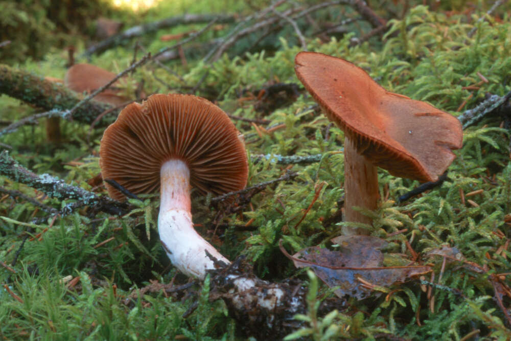 Слика од Cortinarius armeniacus (Schaeff.) Fr. 1838