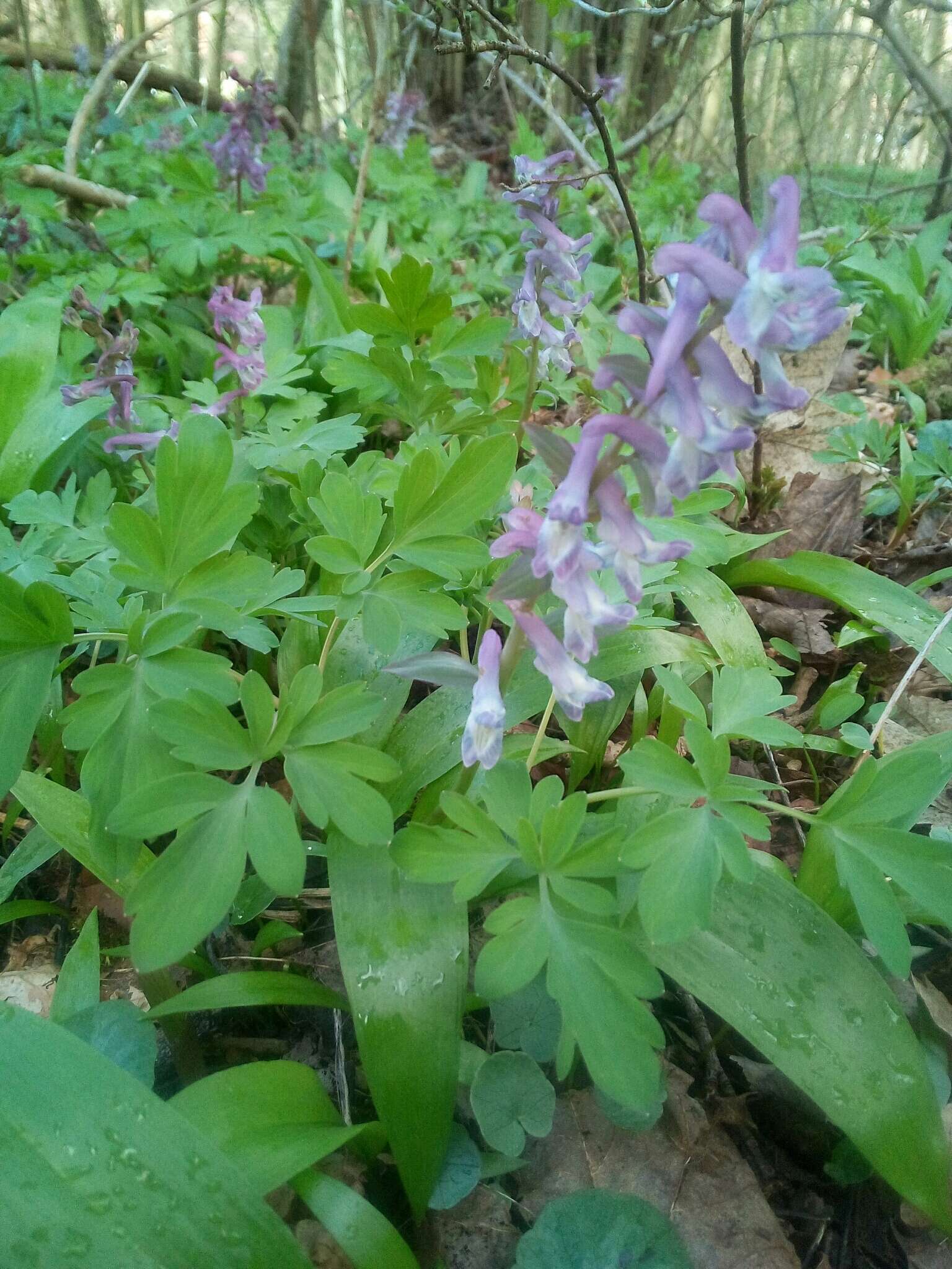 Слика од Corydalis cava (L.) Schweigger & Koerte