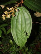 Image of Miconia bubalina (D. Don) Naud.