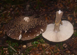 Image of Amanita nothofagi G. Stev. 1962