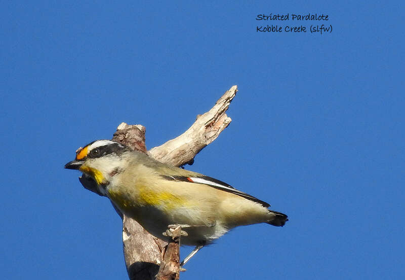 Imagem de Pardalotus striatus melanocephalus Gould 1838