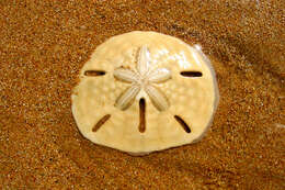 Image of Sand dollar